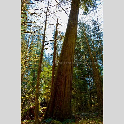 Giant Western Red Cedar